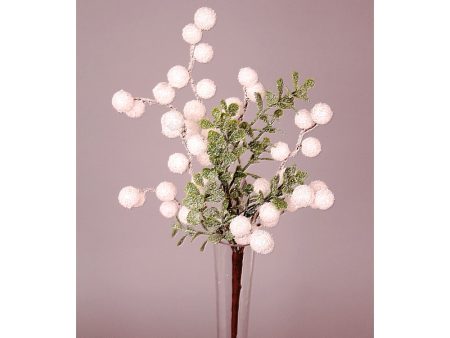 238252 18  Snow Ball Boxwood Online Hot Sale