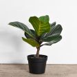 PDH007 13.5  Fiddle Leaf Tree Cheap