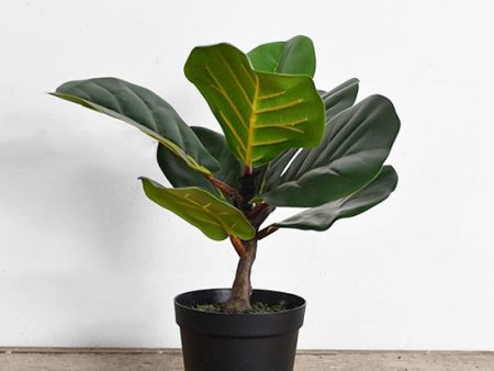 PDH007 13.5  Fiddle Leaf Tree Cheap