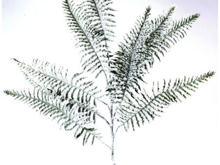 279622 39  Iced Fern Stem Fashion